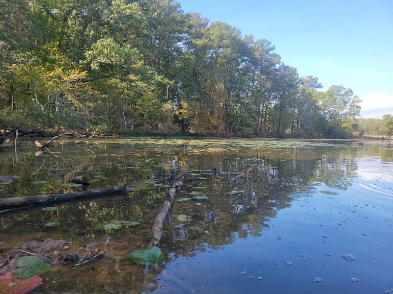 White lily cove - Image 2