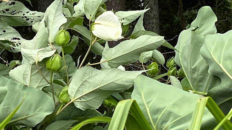 White lily cove - Image 1