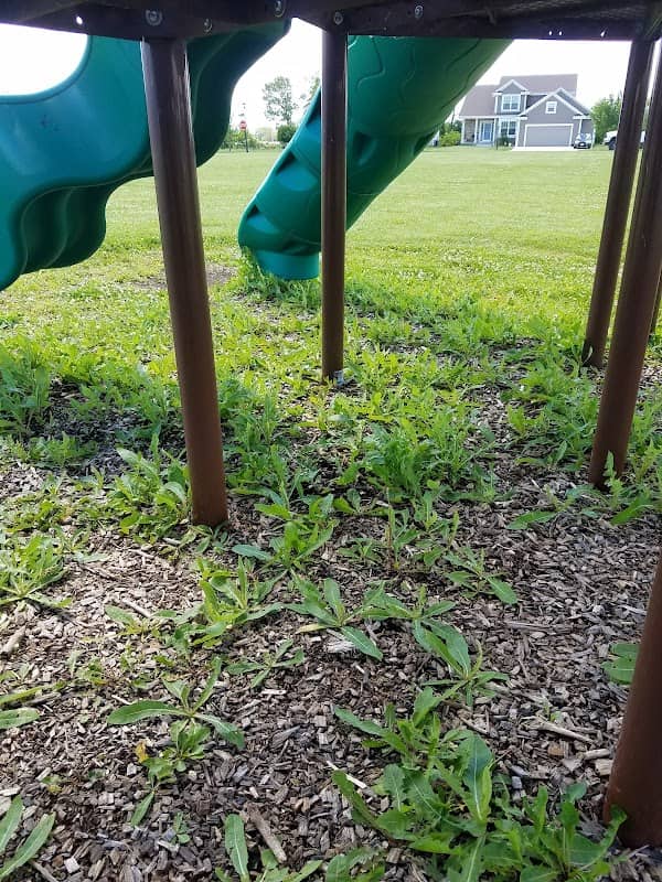 Maple Park - Image 1
