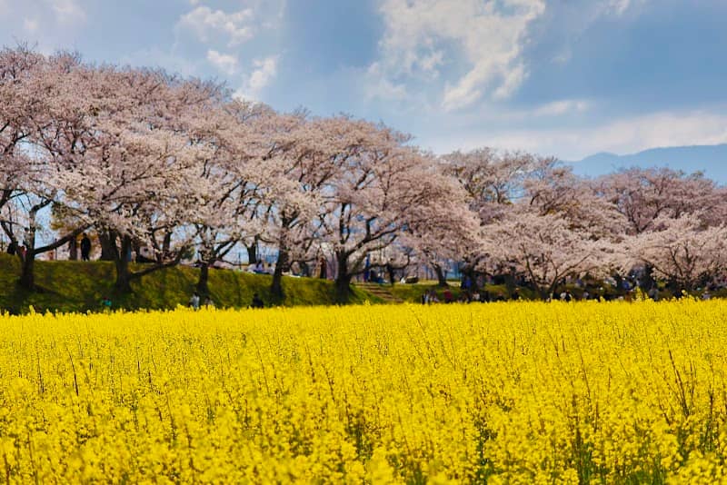 Canola Garden - Image 1