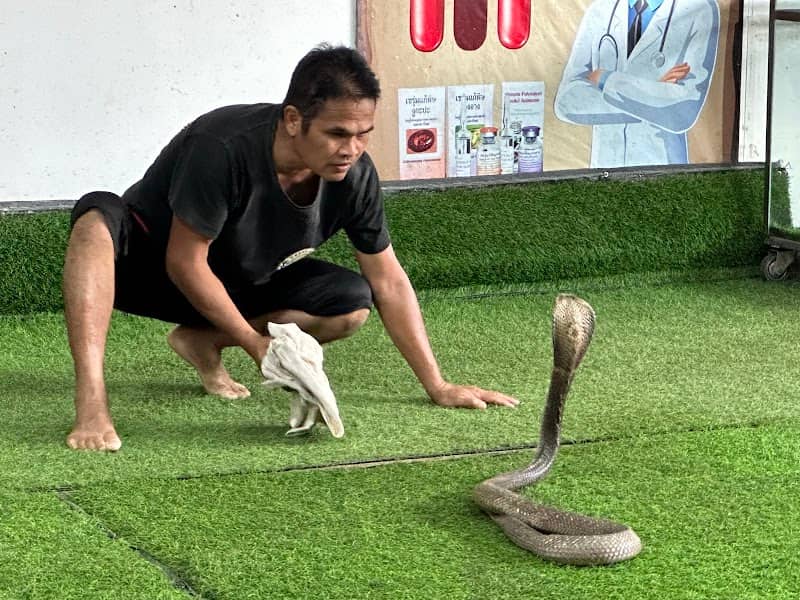 Snake Show Center Na Mueang Waterfall - Image 1