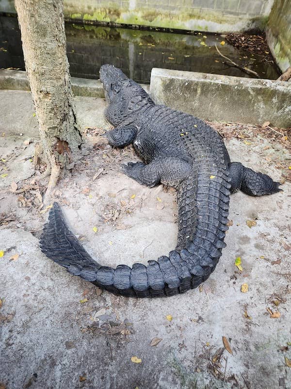 Snake Show Center Na Mueang Waterfall - Image 2