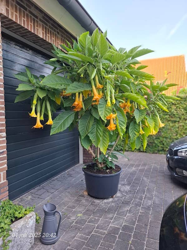 Brugmansia 🌺 - Image 1