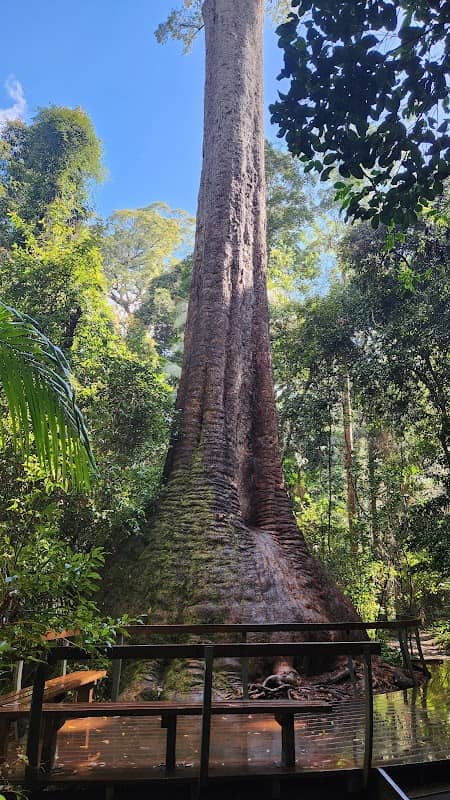 'Old Bottlebutt' (Red Bloodwood tree) - Image 1