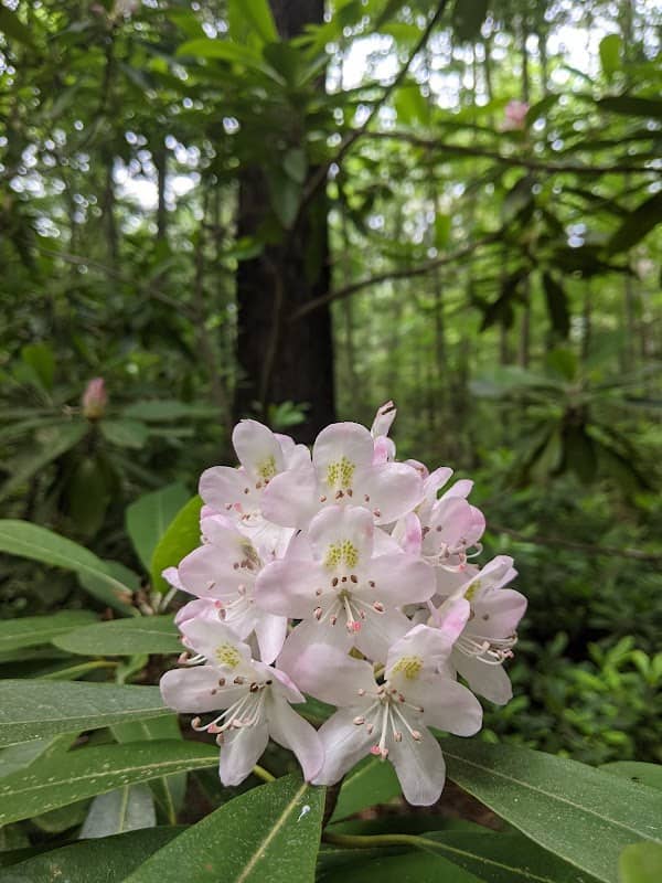 Rhododendron State Park - Image 2