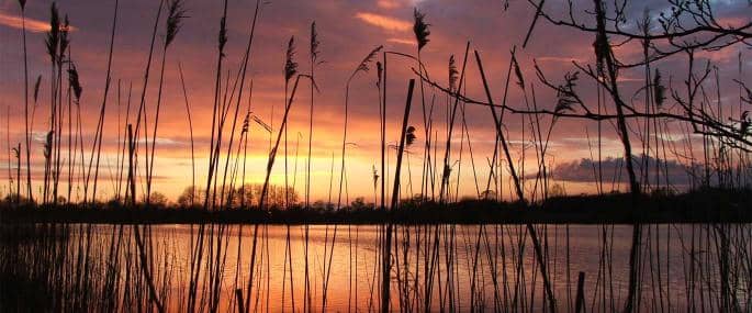 Westhay Moor National Nature Reserve - Image 3
