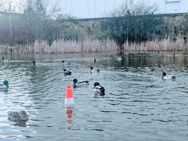 Wilkinson Lake - Image 2