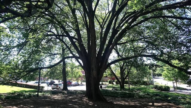 Betty Mauldin Park - Image 1
