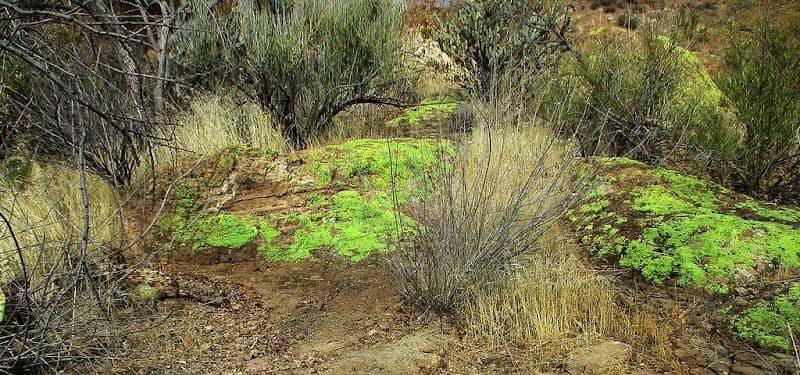 Chihuahua Desert Loop - Image 1