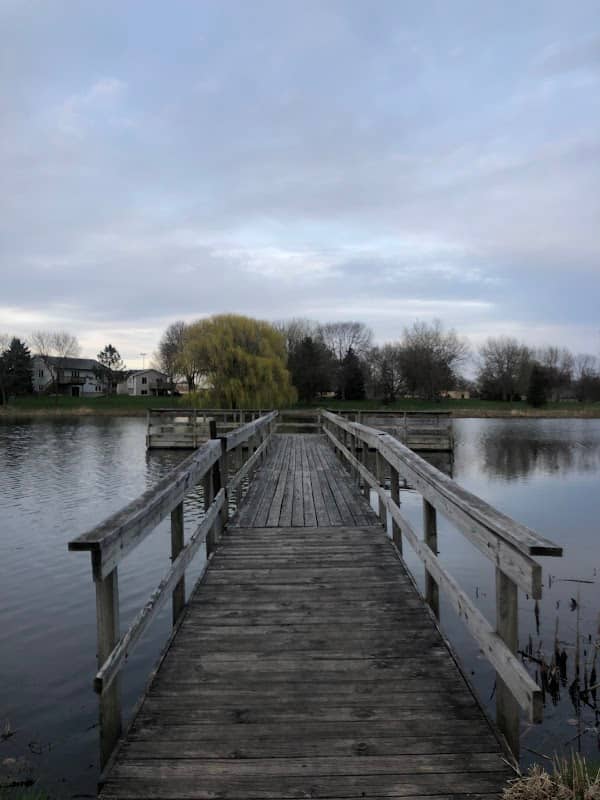 Lion’s Park - Image 2