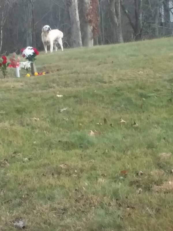 Clendenin Memorial Park - Image 2