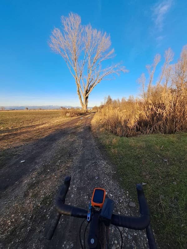 Albero centenario - Image 1