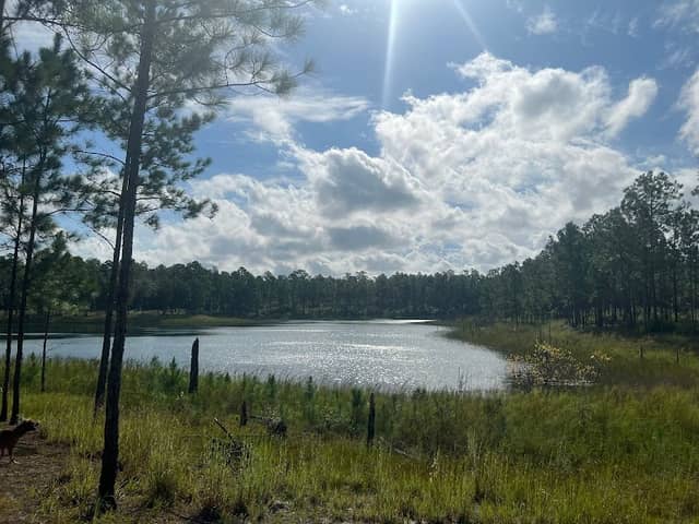 Camp Blanding Wildlife Management Area - Image 1