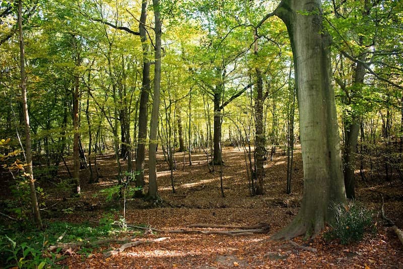 East Blean Woods - Image 3