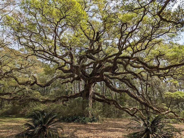 Twelve Oaks Nature Trail - Image 2