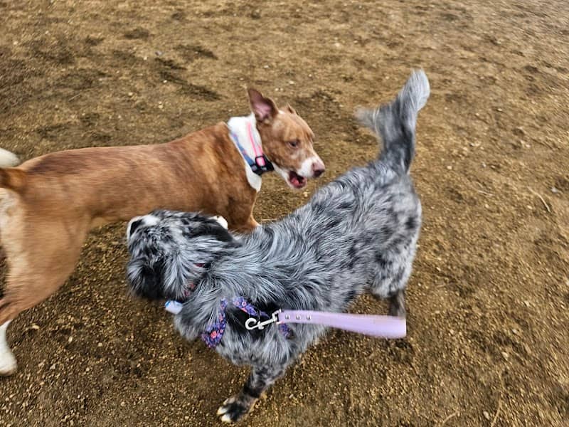 Dog park - Image 1