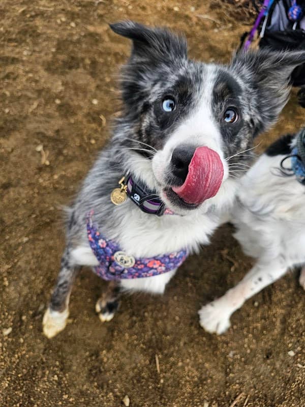 Dog park - Image 2