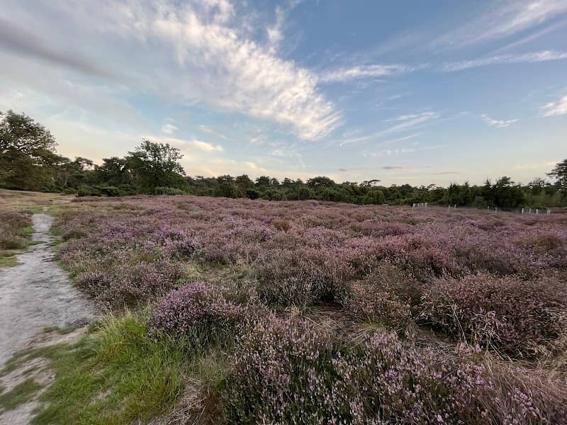 Jeneverbessen struweel - Image 1