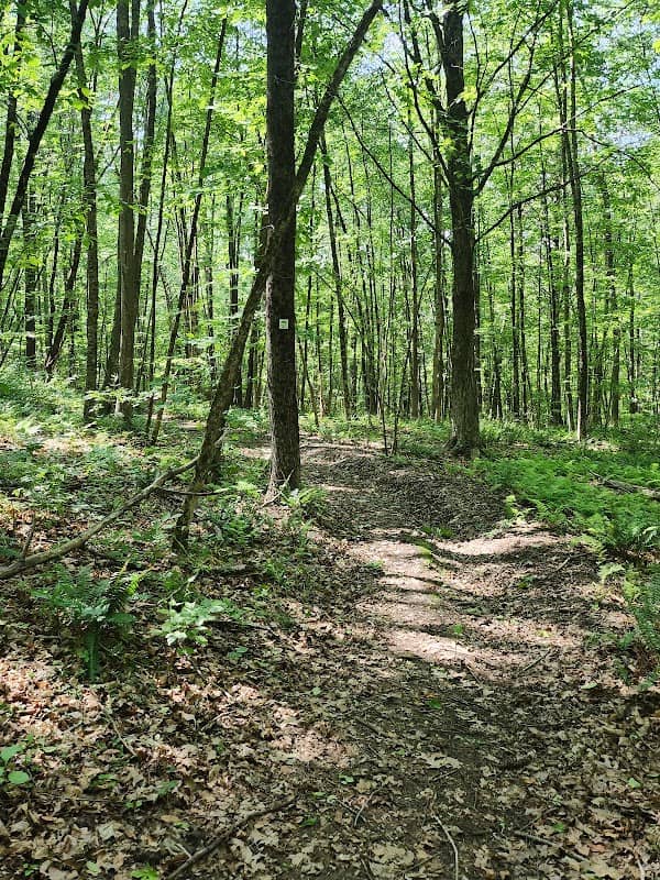 Viburnum Woods - Image 1