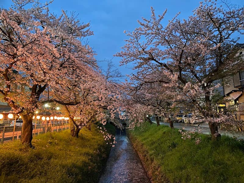 唐沢川の桜堤(唐沢堤) - Image 1