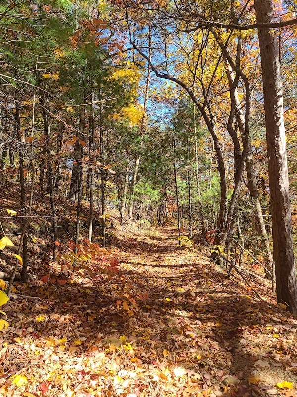 Little Frog Wilderness - Image 1