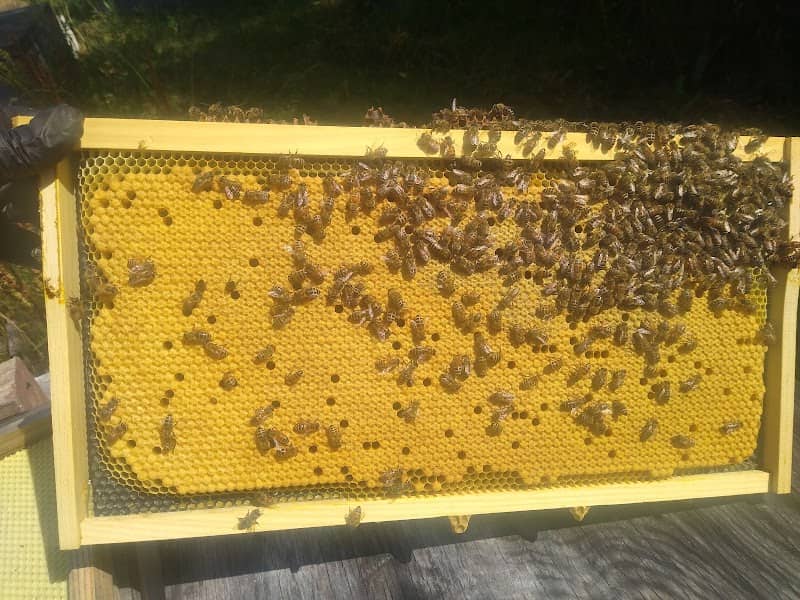 The Honeybee Garden - Image 1