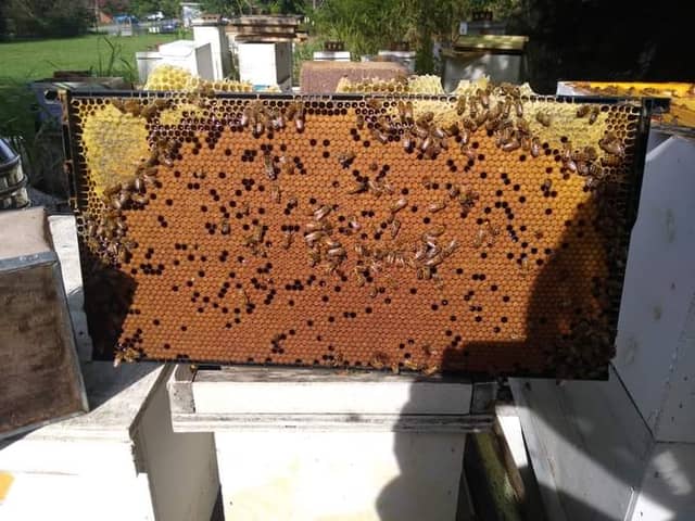 The Honeybee Garden - Image 2