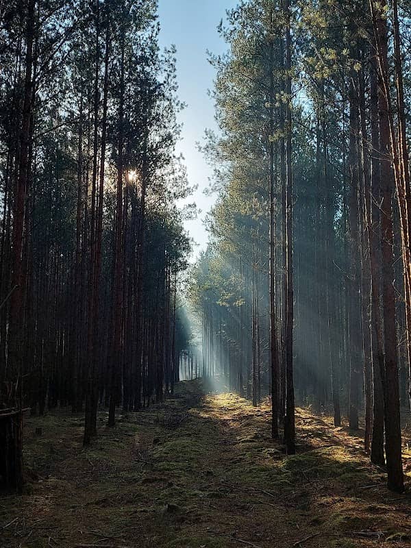 Hexenwald - Image 1
