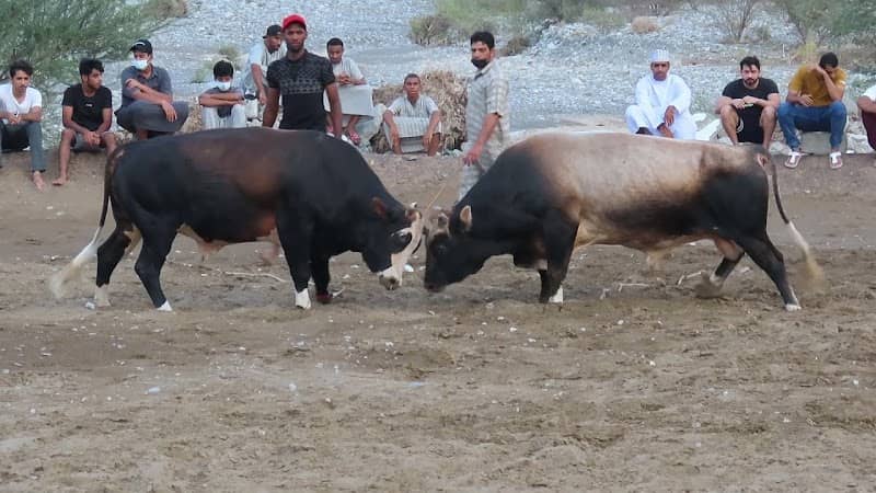 حايط الرستاق - Image 1
