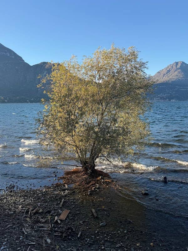 That Lake Como tree - Image 2