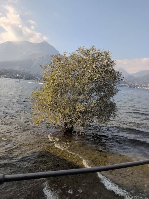That Lake Como tree - Image 3