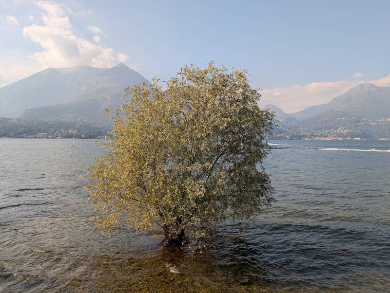 That Lake Como tree - Image 1