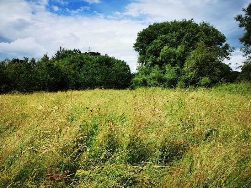 Millenium Woods - Image 1