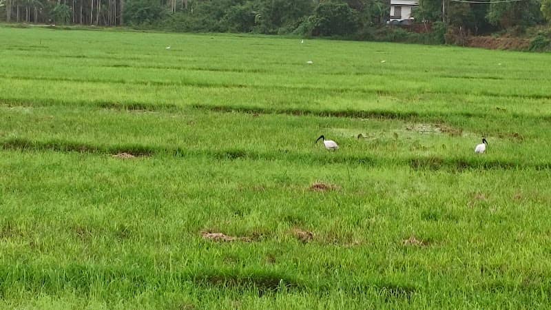 Arathil Vayal - Image 1