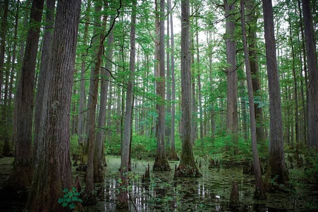 Heron Pond – Little Black Slough Nature Preserve - Image 1
