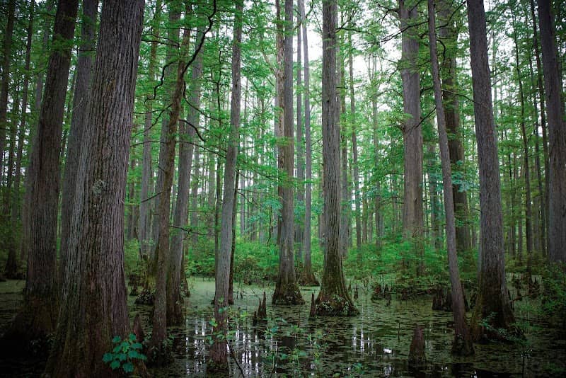 Heron Pond – Little Black Slough Nature Preserve - Image 1
