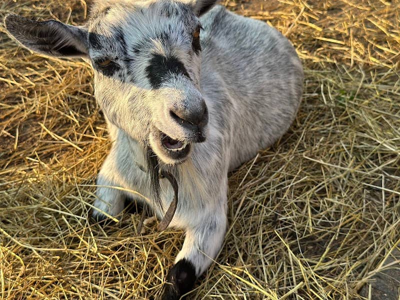 Pawsitive Harmony Farms Barn - Image 2