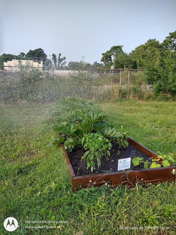 Community Garden - Image 2