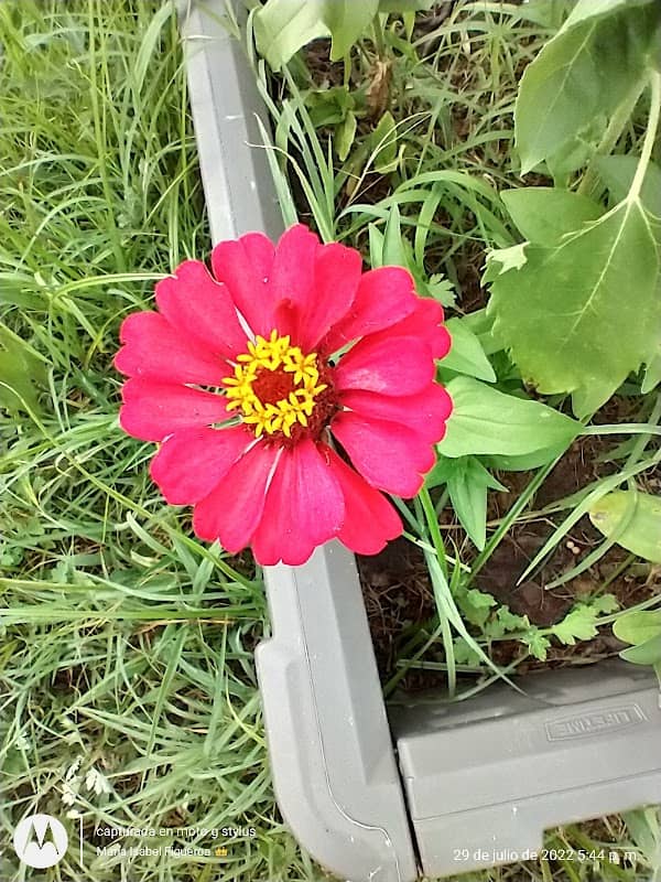 Community Garden - Image 1