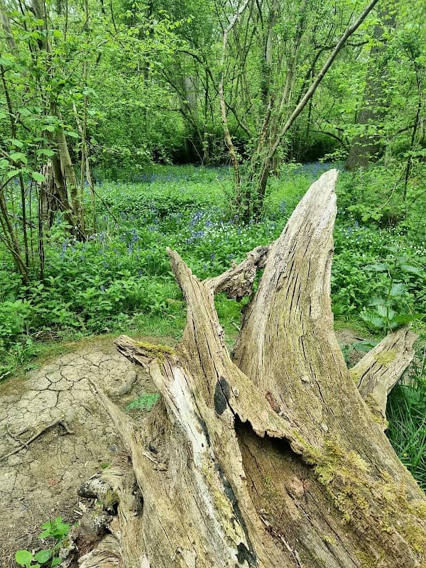 King’s Wood Local Nature Reserve - Image 2