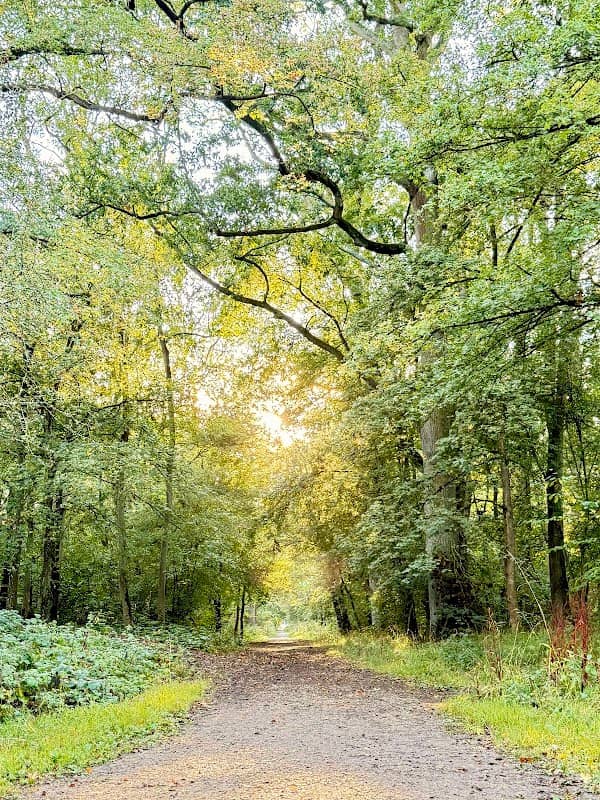 King’s Wood Local Nature Reserve - Image 1