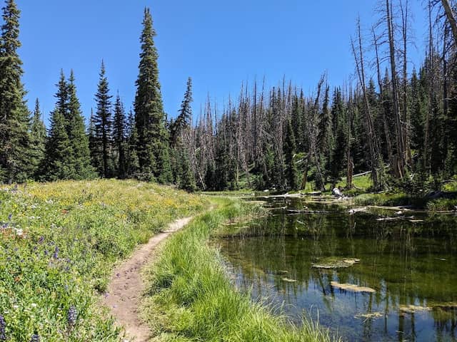 Alpine Pond - Image 2