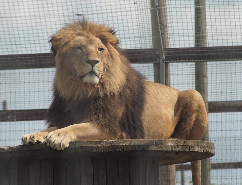 Wolds Wildlife Park - Image 1