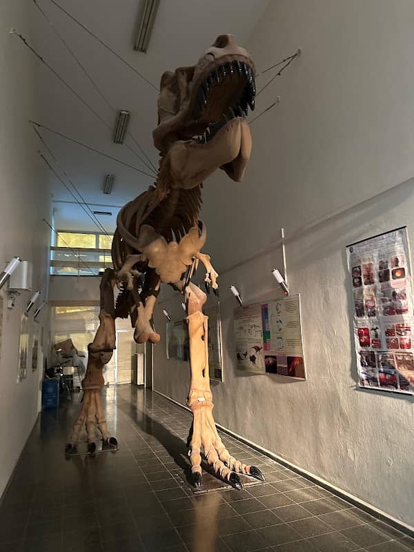 Natural History Museum - Image 2
