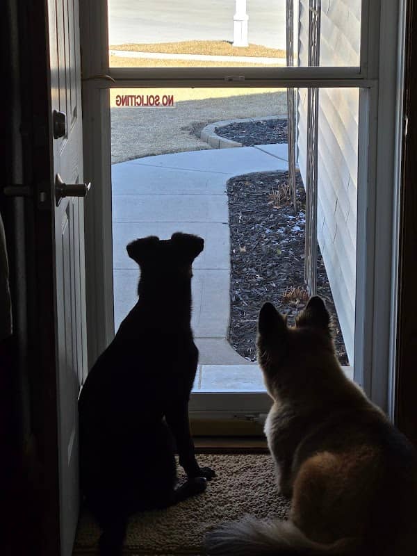 Kings harvest animal shelter - Image 1