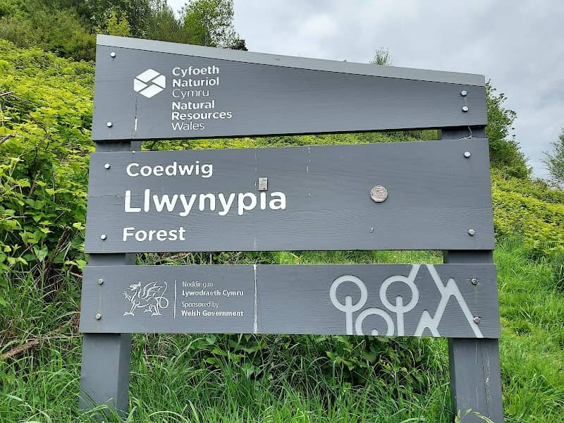 Llwynypia Forest - Image 1