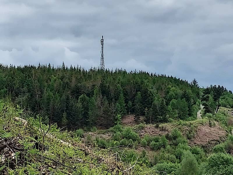 Llwynypia Forest - Image 2