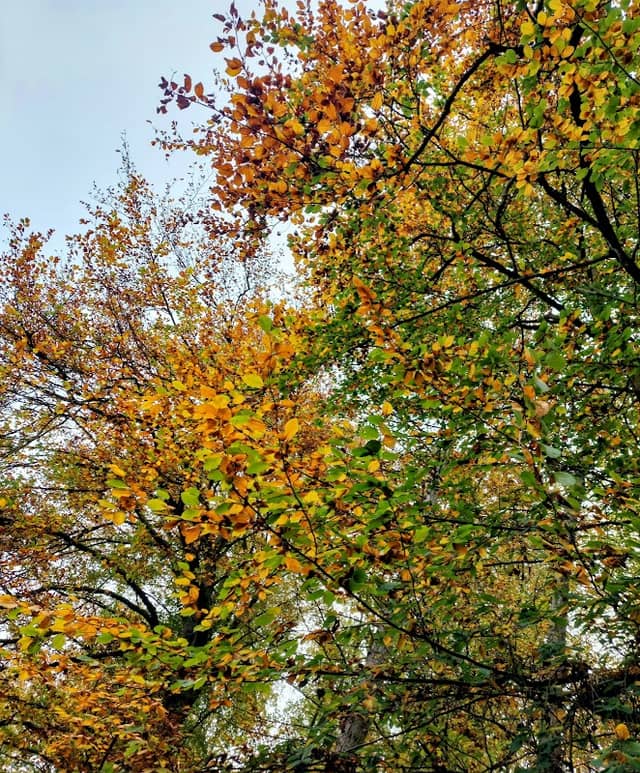 Arboretum "Baum des Jahres" Park - Image 1