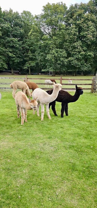 Alpakuba - Alpaca farm - - Image 1