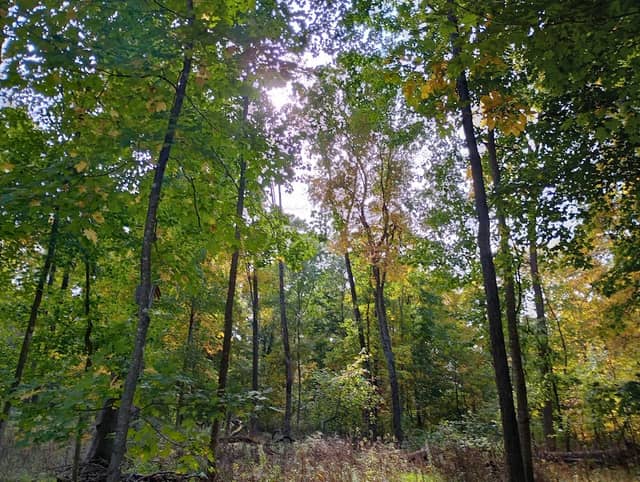 Waupun Park Maple Forest State Natural Area - Image 1
